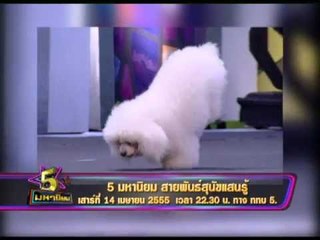 Spot 5 มหานิยม สุดยอดสุนัขแสนรู้ OA160455
