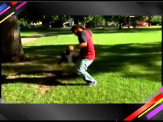 5 มหานิยม สายพันธุ์สุนัขแสนรู้  03/04