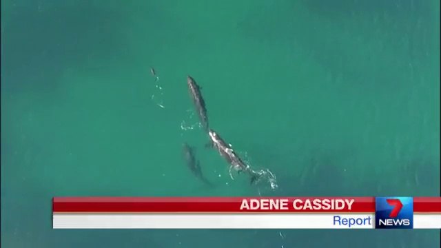 4 Orques poursuivent un jeune requin et c'est le drame...