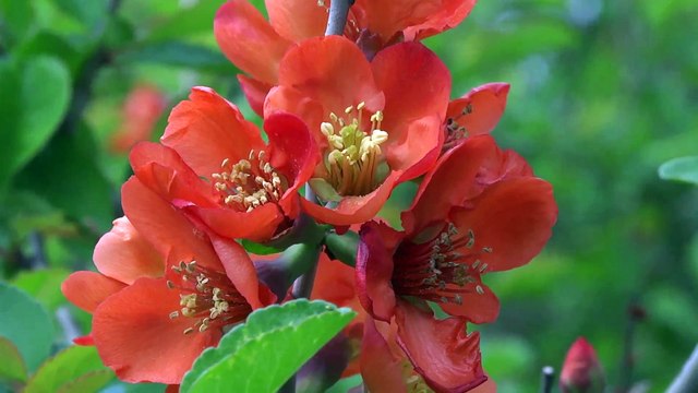 Цветение в Москве