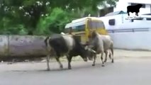 Two bulls fighting on the middle of the road