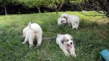 Chiots Montagne des Pyrénées LOF Patou de grande qualité nés le 20/02/2016 et le 05/03/2016