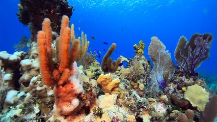 Cressi's Travel Ultralight Gear