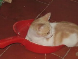 Chat1$_0001