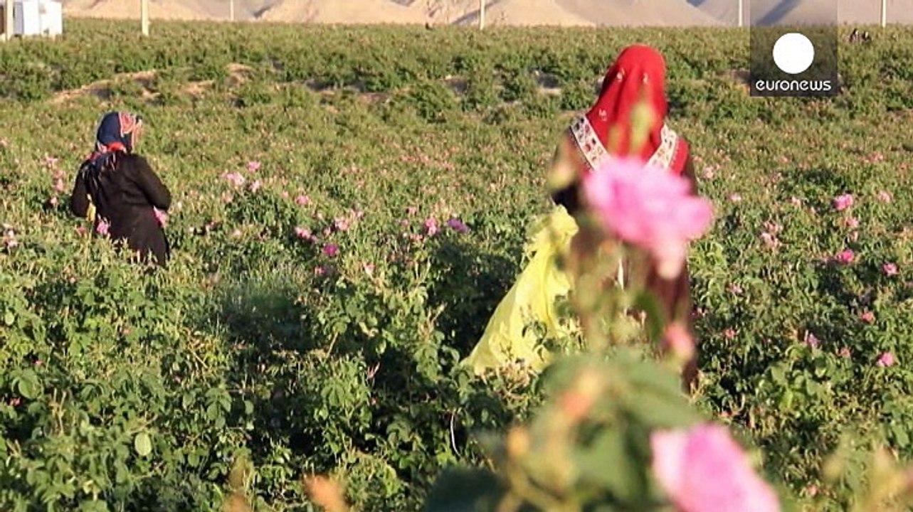 Irans "dufter" exportschlager - rosenwasser