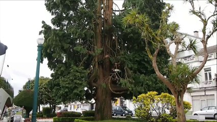 Árbol Santa Comba