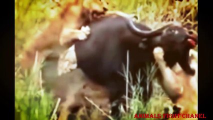 Animals Fight Compilation , Biggest wild animal fights   CRAZIEST Animals Attaube