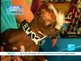 Le Chien le plus moche du monde