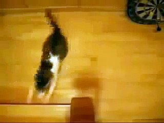 funny videos - Cats Drifting - So Funny