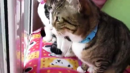 Three Cats Chatting in front of the Window