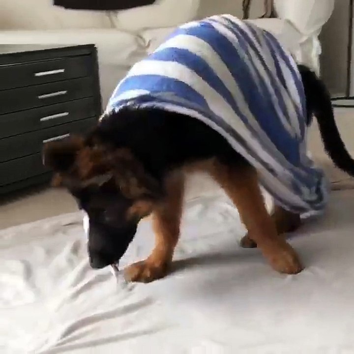 Little K9 Dog After Bath