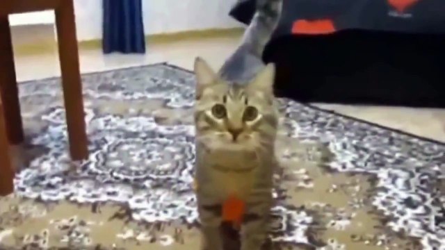 котэ чудят, смешно до слез!