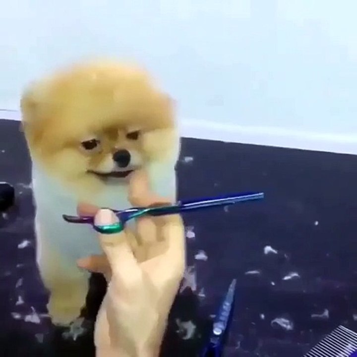 Petit chien Chez Le Coiffeur