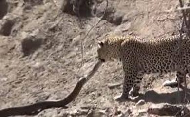 attaques de Léopard great Serpent