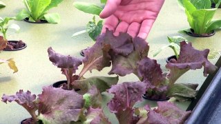 How does an Aquaponics Garden Work?