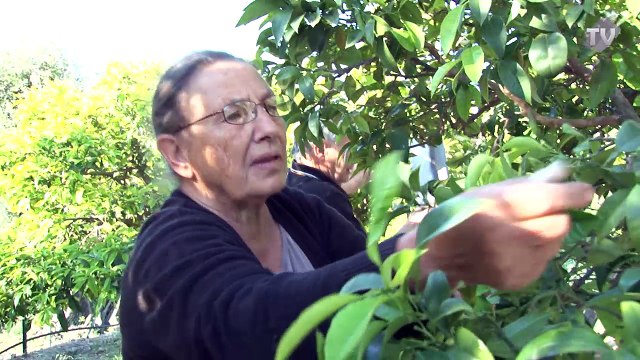 Cueillette de la fleur d'oranger sur les collines de Vallauris