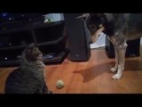Cat Shows Canine Companion Who's Boss