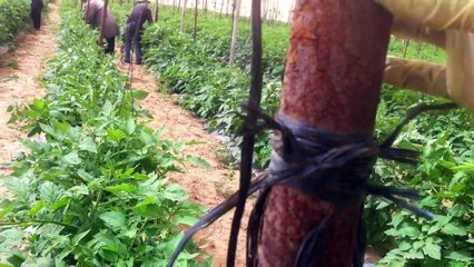 [TNS ISRAEL] Giới thiệu về công việc đối với tu nghiệp sinh tại israel  1