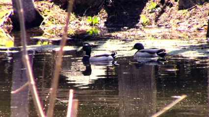 ballade dans le bois