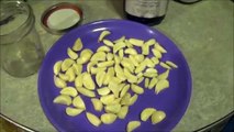 Fermenting Raw Garlic in Raw Honey