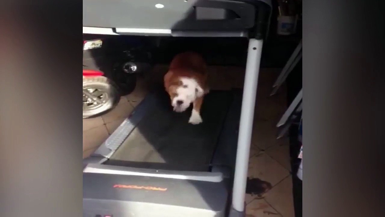 Happy Bulldog Jumps on Treadmill