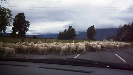Sheep Stampede