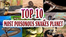 Play Supercar - Top 10 most poisonous snakes planet