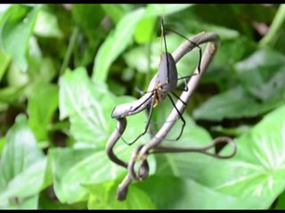 How Wil Be Winner!! Snake vs Spider Fight!! Animal Wild Fight