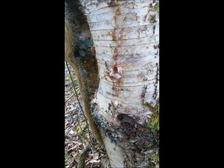 Régime: La sève de bouleau est reconnue pour ses propriétés diurétiques