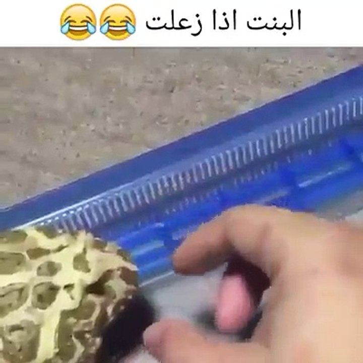 مساء الخير... فيديو طريف لتغيير الجو