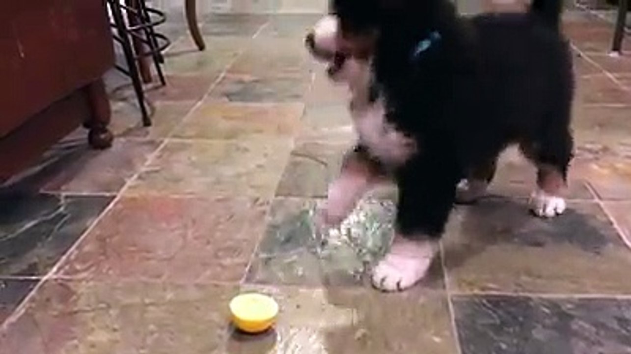 جرو لطيف يتذوق الليمون لأول مرة...وكانت هذه ردة فعلهAdorable little pup tast...