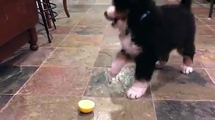 جرو لطيف يتذوق الليمون لأول مرة...وكانت هذه ردة فعلهAdorable little pup tast...