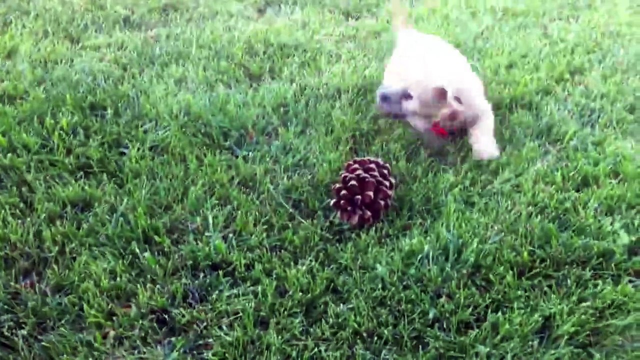 Puppy discovers pinecone