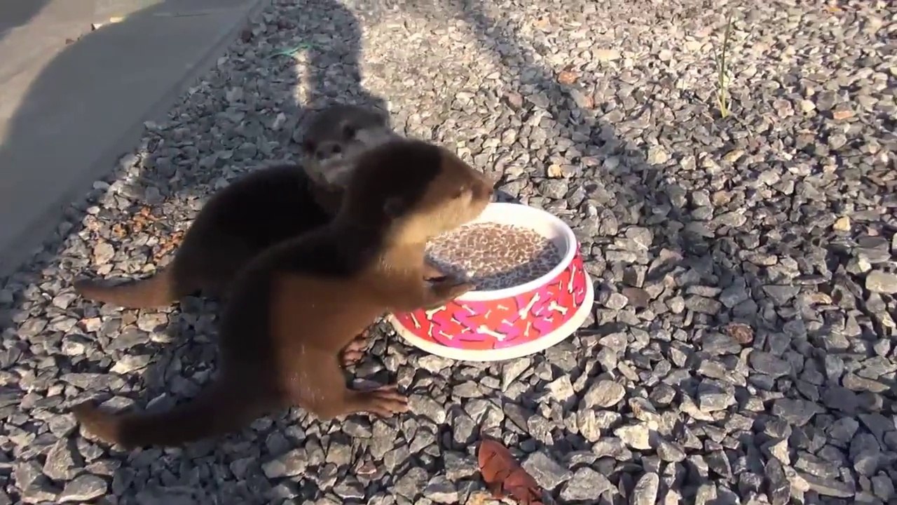 Deux bébés loutres trop mignonnes mangent leur petit déjeuner