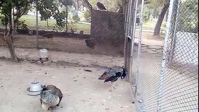 Ayub National Park Rawalpindi zoo 6