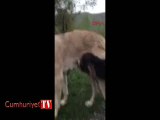 Sıpaya kangal köpeği annelik ediyor