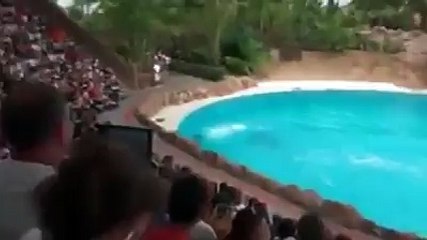 Dolphins are playing and learning games from man amazing: