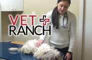 Vet Affaire Emergency Veterinarian by Town and Country Vet Saves Cute Puppies on TLC 2016