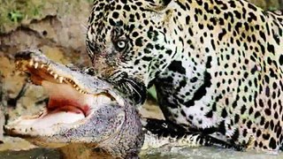 Increadible Fighting this year!!!Jaguar vs crocodile!!