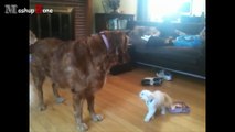 Dogs Meeting Kittens For The First Time Compilation 2016 -- NEW HD