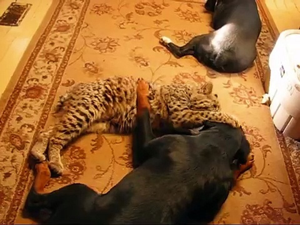 Lynx struggles with Rottweiler