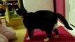 Fat Cat - A Funny Fat Cats vs Doors Compilation -- NEW HD