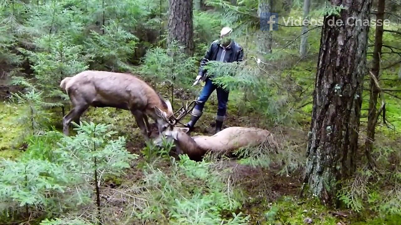 Sauvetage cerf