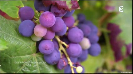 Découvrez le Domaine Allemand dans la vallée de la Durance avec Des Racines et des Ailes !