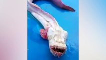 Thailand fishermen are baffled by bizarre eel-like fish with razor sharp teeth