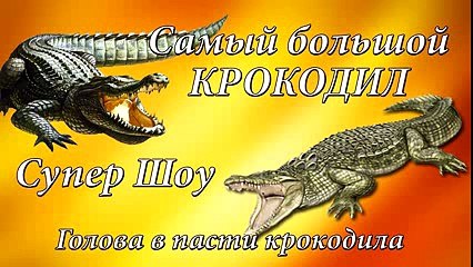 .Супер шоу. Голова в пасти крокодила