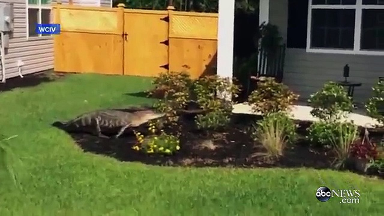 Door-Climbing Alligator Appears To Ring Doorbell in South Carolina