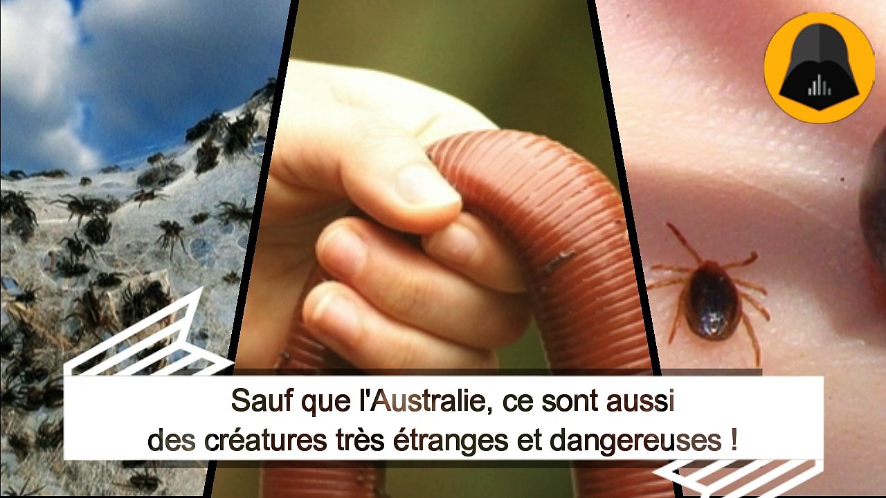 37 photos d'incroyables créatures Australiennes qui vont vous décourager de visiter le pays-1