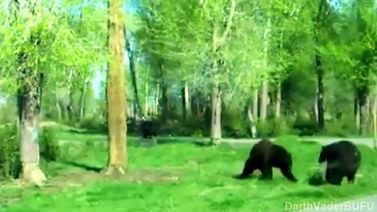 Animales Graciosos Y Chistosos - Videos De Risa 2015 - Perros - Gatos - Monos