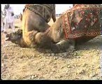 Camel Camel Fight Festival pakistan